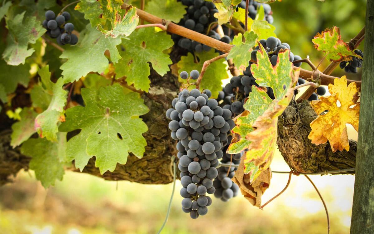 Vines 101: An Introduction to Rioja Wine | Butterfield & Robinson