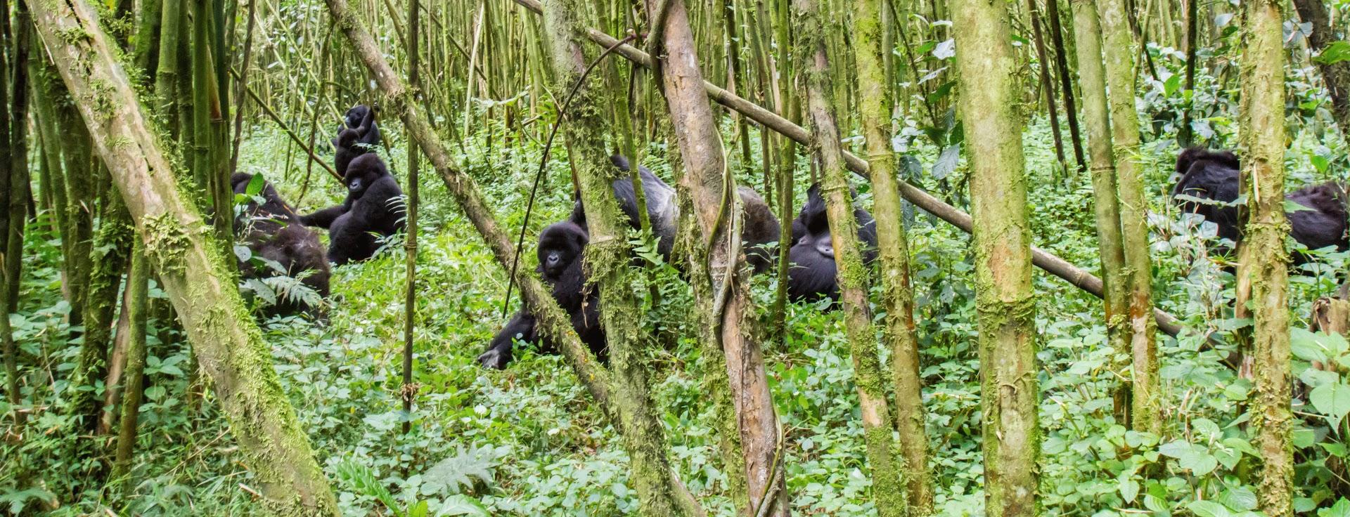 Rwanda Walking & Gorilla Trekking