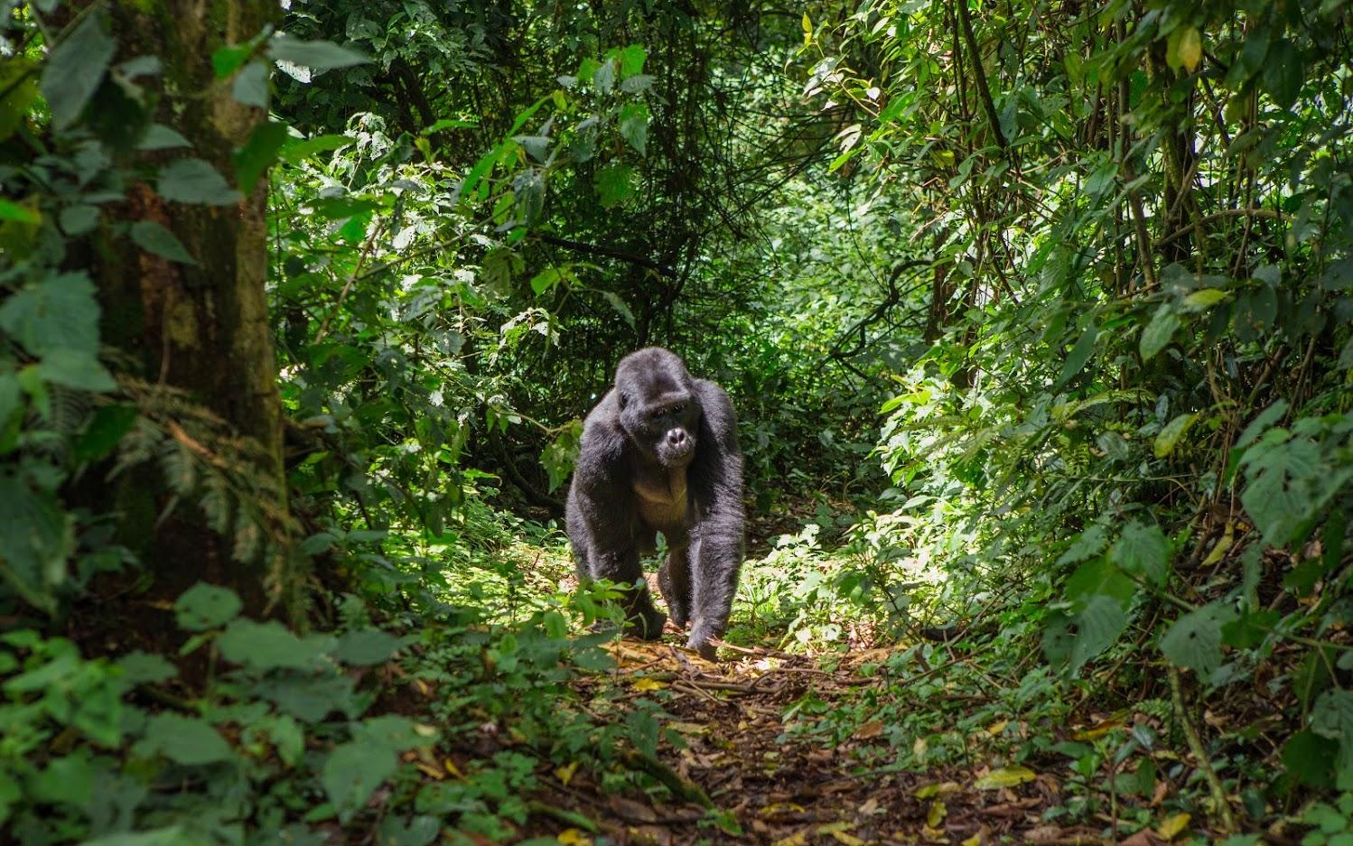 Rwanda Walking & Gorilla Trekking